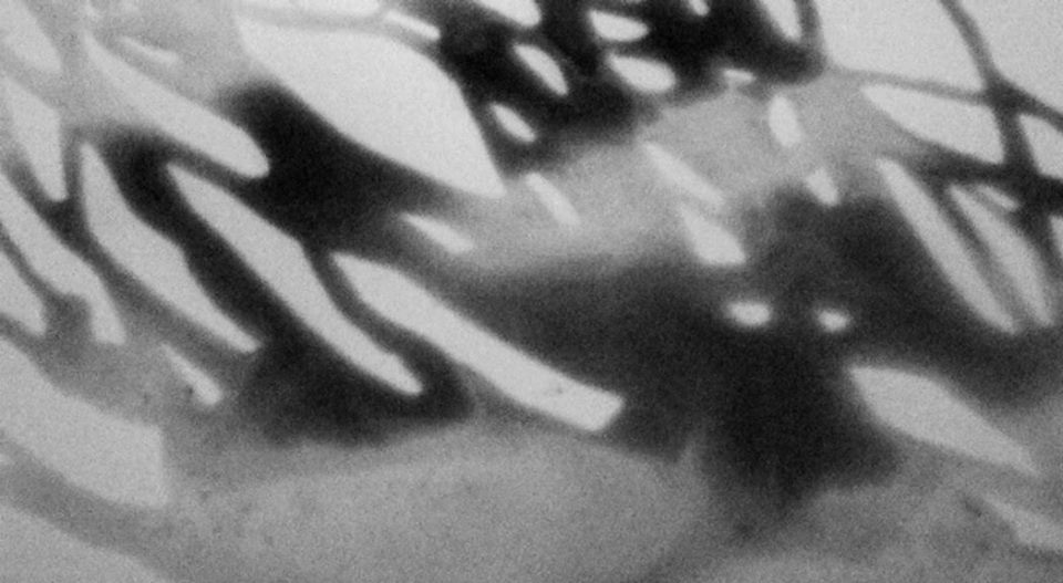 Pierpaolo Miccolis - Induced Spirits - Catalogo